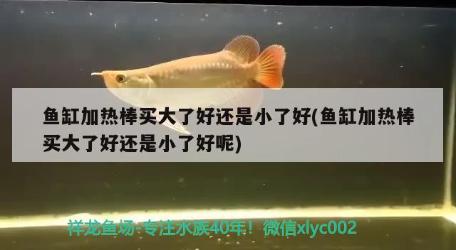 鱼缸加热棒买大了好还是小了好(鱼缸加热棒买大了好还是小了好呢)