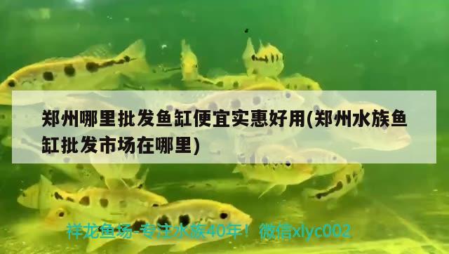 郑州哪里批发鱼缸便宜实惠好用(郑州水族鱼缸批发市场在哪里) 黑云鱼