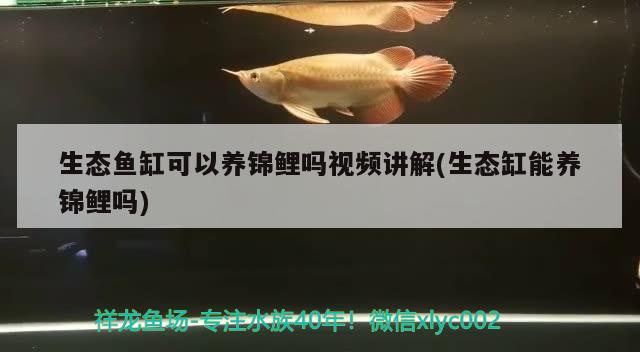 生态鱼缸可以养锦鲤吗视频讲解(生态缸能养锦鲤吗) 泰国虎鱼（泰虎）