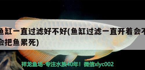 鱼缸一直过滤好不好(鱼缸过滤一直开着会不会把鱼累死)