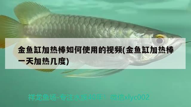 金鱼缸加热棒如何使用的视频(金鱼缸加热棒一天加热几度) 斯维尼关刀鱼