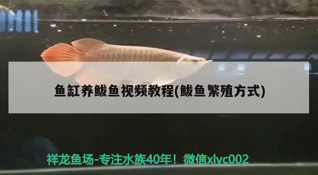 鱼缸养鲅鱼视频教程(鲅鱼繁殖方式) 广州水族器材滤材批发市场