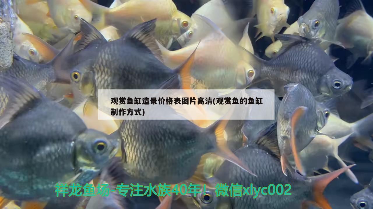 观赏鱼缸造景价格表图片高清(观赏鱼的鱼缸制作方式) 广州水族批发市场