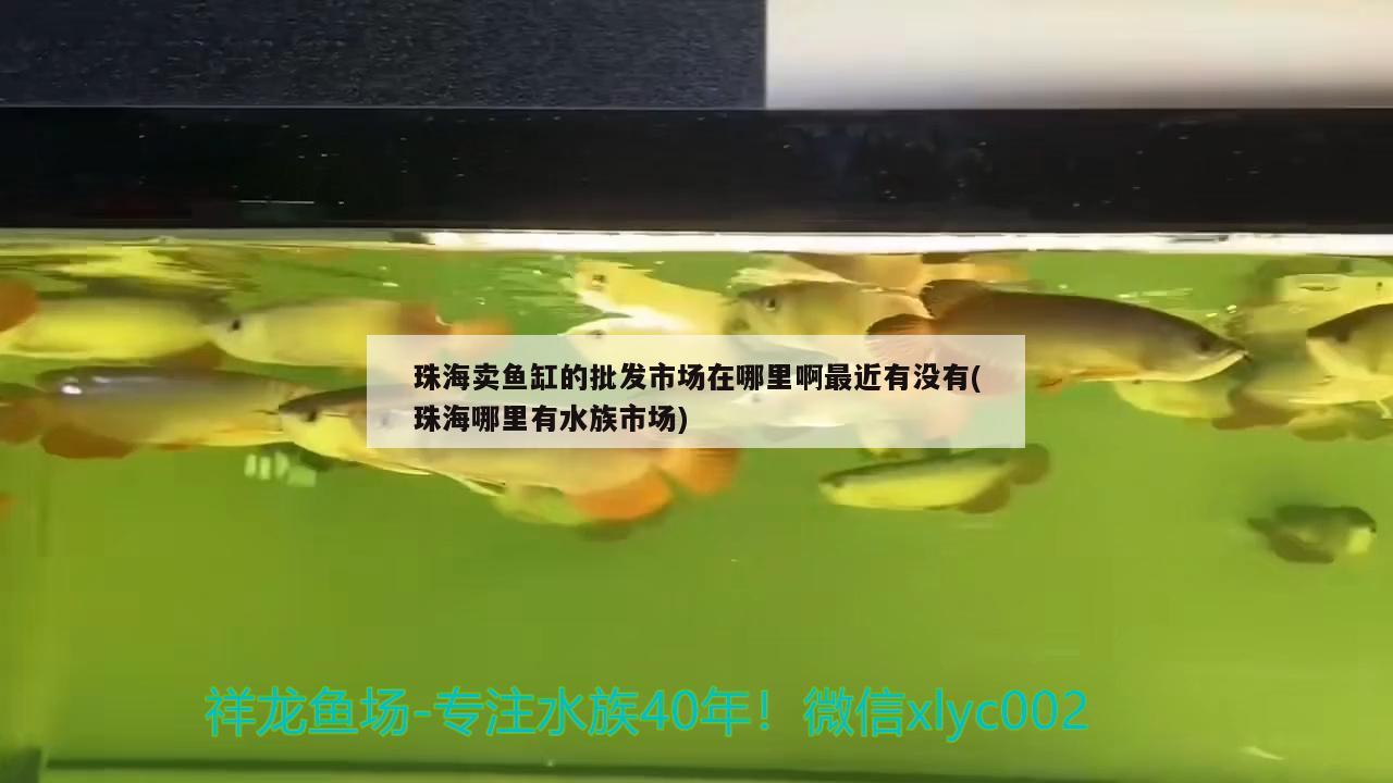 珠海卖鱼缸的批发市场在哪里啊最近有没有(珠海哪里有水族市场) 申古银版鱼