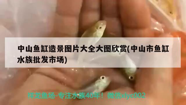 中山鱼缸造景图片大全大图欣赏(中山市鱼缸水族批发市场)