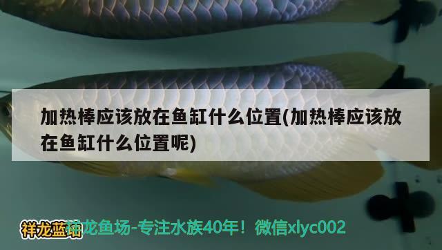 加热棒应该放在鱼缸什么位置(加热棒应该放在鱼缸什么位置呢) 印尼三纹虎