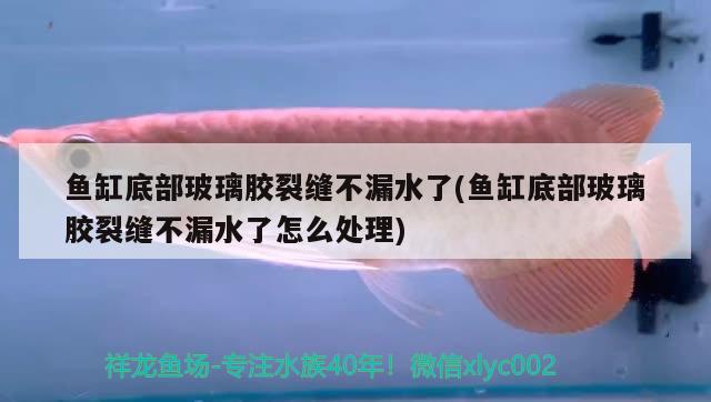 鱼缸底部玻璃胶裂缝不漏水了(鱼缸底部玻璃胶裂缝不漏水了怎么处理) 黄鳍鲳鱼 第2张