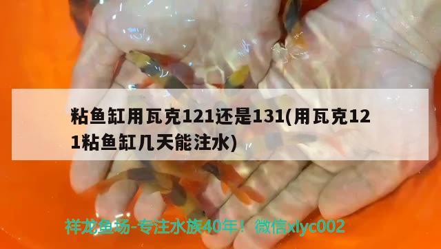 粘鱼缸用瓦克121还是131(用瓦克121粘鱼缸几天能注水)