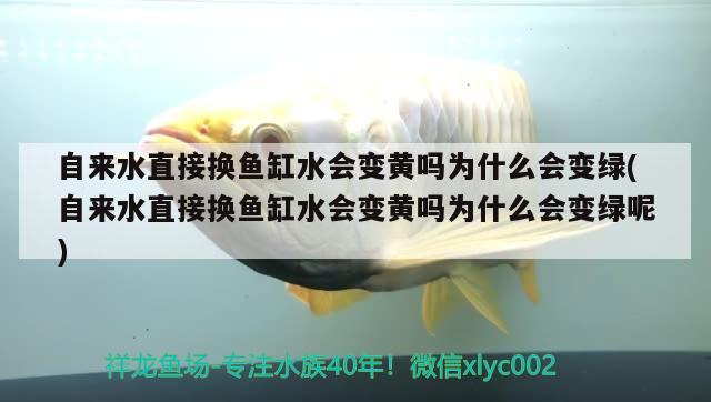 自来水直接换鱼缸水会变黄吗为什么会变绿(自来水直接换鱼缸水会变黄吗为什么会变绿呢)