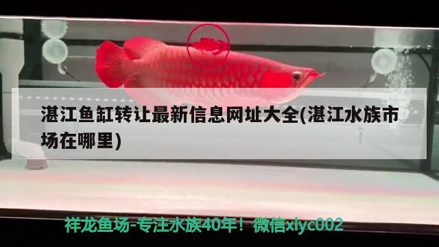 湛江鱼缸转让最新信息网址大全(湛江水族市场在哪里)