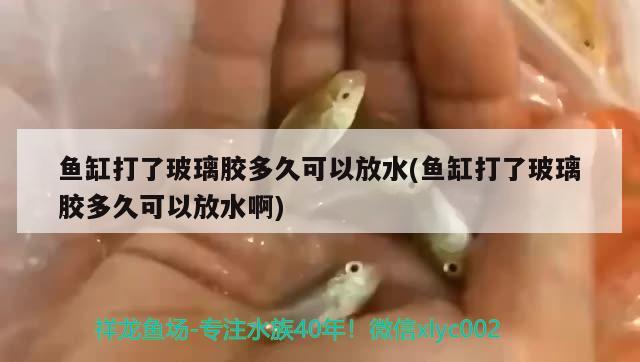 鱼缸打了玻璃胶多久可以放水(鱼缸打了玻璃胶多久可以放水啊) 鱼缸清洁用具