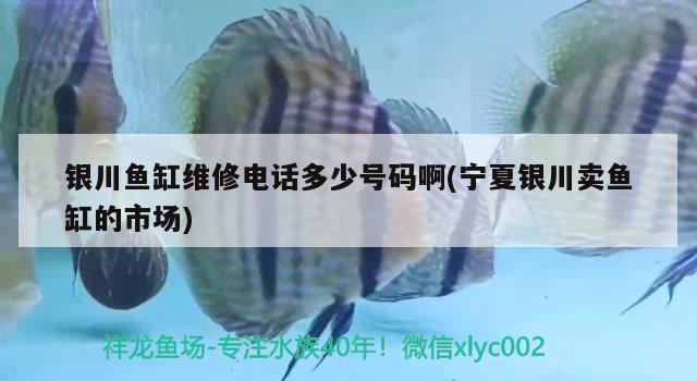 银川鱼缸维修电话多少号码啊(宁夏银川卖鱼缸的市场)