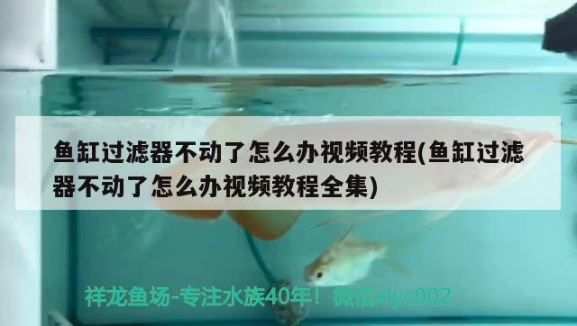 鱼缸过滤器不动了怎么办视频教程(鱼缸过滤器不动了怎么办视频教程全集) 热带鱼鱼苗批发 第2张