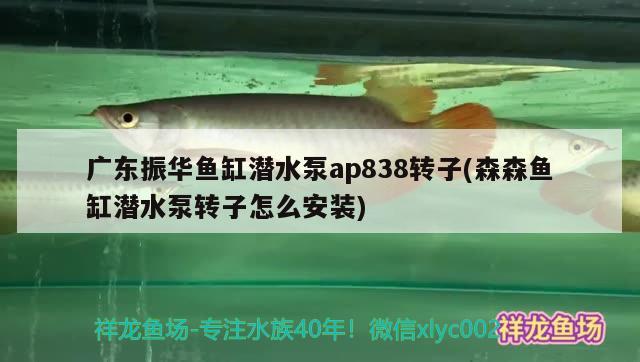 广东振华鱼缸潜水泵ap838转子(森森鱼缸潜水泵转子怎么安装) 银古鱼苗