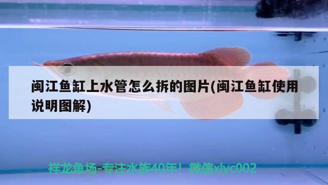 闽江鱼缸上水管怎么拆的图片(闽江鱼缸使用说明图解) 白子银版鱼