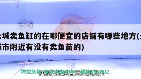 永城卖鱼缸的在哪便宜的店铺有哪些地方(永城市附近有没有卖鱼苗的)