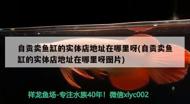 自贡卖鱼缸的实体店地址在哪里呀(自贡卖鱼缸的实体店地址在哪里呀图片) 金三间鱼