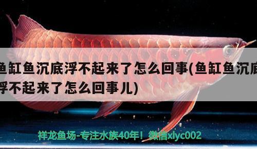 鱼缸鱼沉底浮不起来了怎么回事(鱼缸鱼沉底浮不起来了怎么回事儿)