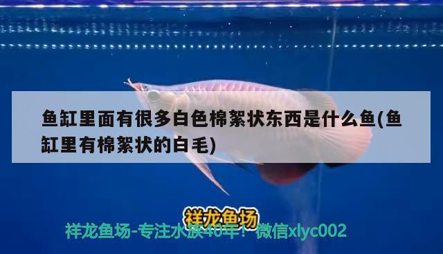 鱼缸里面有很多白色棉絮状东西是什么鱼(鱼缸里有棉絮状的白毛)