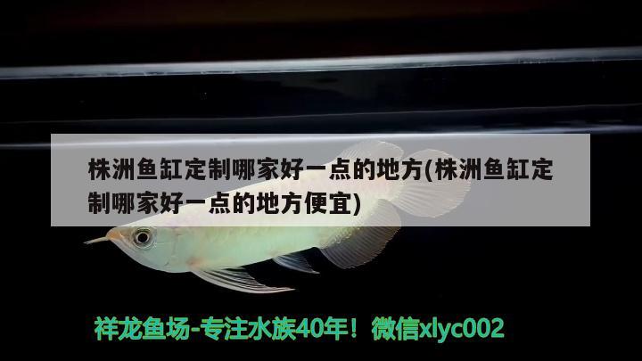 株洲鱼缸定制哪家好一点的地方(株洲鱼缸定制哪家好一点的地方便宜) 奈及利亚红圆点狗头