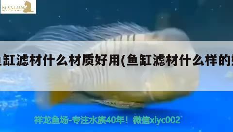 鱼缸滤材什么材质好用(鱼缸滤材什么样的好) 黄宽带蝴蝶鱼