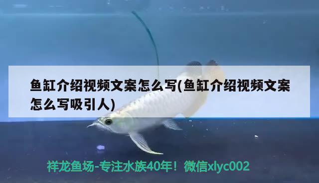 鱼缸介绍视频文案怎么写(鱼缸介绍视频文案怎么写吸引人) 飞凤鱼