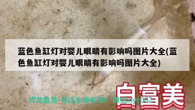 蓝色鱼缸灯对婴儿眼睛有影响吗图片大全(蓝色鱼缸灯对婴儿眼睛有影响吗图片大全) 孵化器