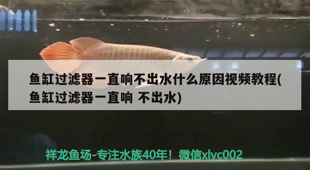 鱼缸过滤器一直响不出水什么原因视频教程(鱼缸过滤器一直响不出水) 黄金猫鱼 第2张