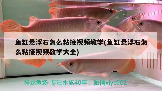 鱼缸悬浮石怎么粘接视频教学(鱼缸悬浮石怎么粘接视频教学大全)