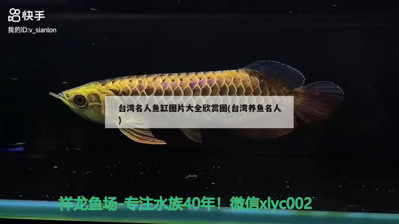 台湾名人鱼缸图片大全欣赏图(台湾养鱼名人)