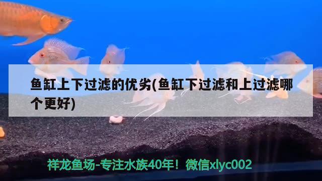 鱼缸上下过滤的优劣(鱼缸下过滤和上过滤哪个更好) 斑马狗头鱼