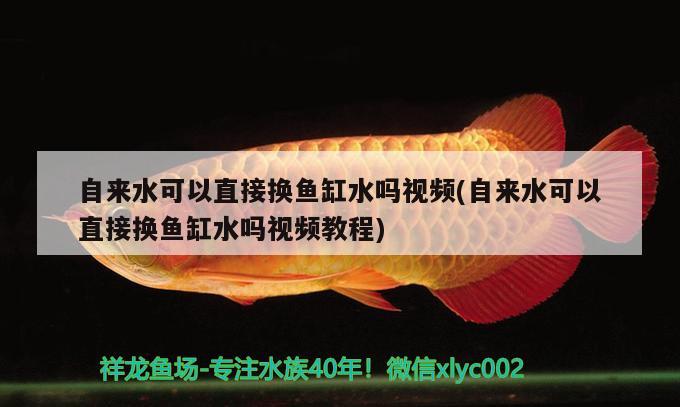 自来水可以直接换鱼缸水吗视频(自来水可以直接换鱼缸水吗视频教程) 白化火箭