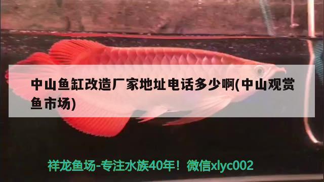 中山鱼缸改造厂家地址电话多少啊(中山观赏鱼市场) 观赏鱼市场（混养鱼）