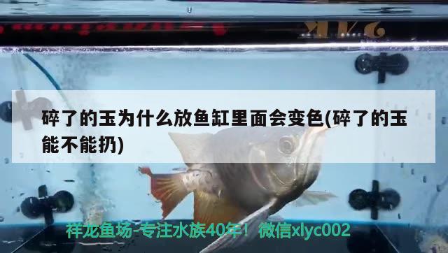 碎了的玉为什么放鱼缸里面会变色(碎了的玉能不能扔) 金龙福龙鱼