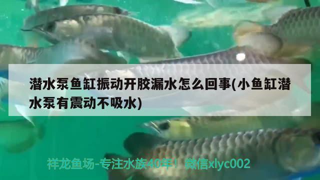 潜水泵鱼缸振动开胶漏水怎么回事(小鱼缸潜水泵有震动不吸水)