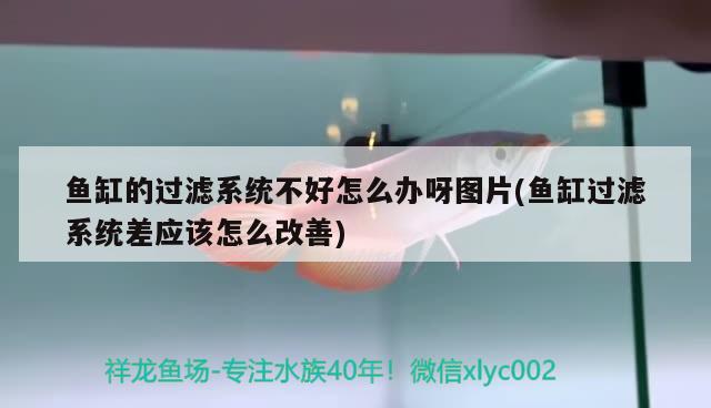 鱼缸的过滤系统不好怎么办呀图片(鱼缸过滤系统差应该怎么改善)