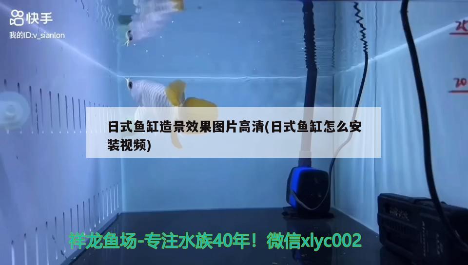 日式鱼缸造景效果图片高清(日式鱼缸怎么安装视频) 金三间鱼