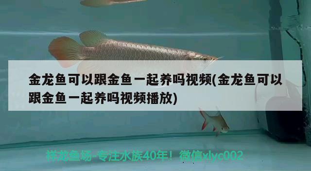 金龙鱼可以跟金鱼一起养吗视频(金龙鱼可以跟金鱼一起养吗视频播放) 飞凤鱼