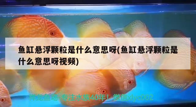 鱼缸悬浮颗粒是什么意思呀(鱼缸悬浮颗粒是什么意思呀视频) 泰国虎鱼