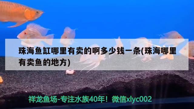 珠海鱼缸哪里有卖的啊多少钱一条(珠海哪里有卖鱼的地方)