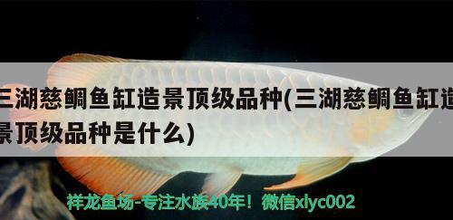 三湖慈鲷鱼缸造景顶级品种(三湖慈鲷鱼缸造景顶级品种是什么) 苏虎苗（苏门答腊虎鱼苗）