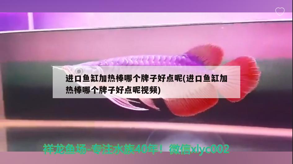 进口鱼缸加热棒哪个牌子好点呢(进口鱼缸加热棒哪个牌子好点呢视频) 红尾平克鱼