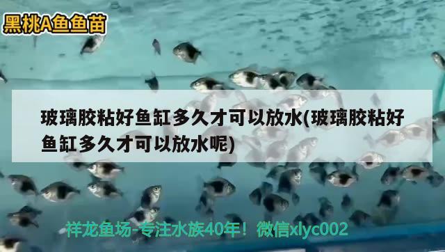 玻璃胶粘好鱼缸多久才可以放水(玻璃胶粘好鱼缸多久才可以放水呢) 九鼎鱼缸