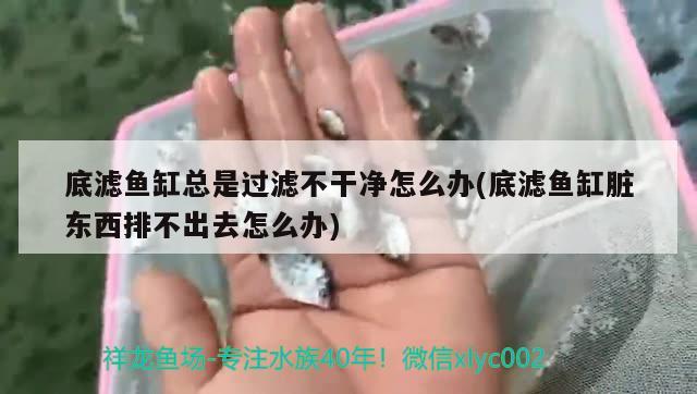 底滤鱼缸总是过滤不干净怎么办(底滤鱼缸脏东西排不出去怎么办) 肺鱼