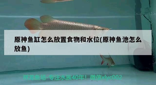 原神鱼缸怎么放置食物和水位(原神鱼池怎么放鱼) 广州观赏鱼鱼苗批发市场