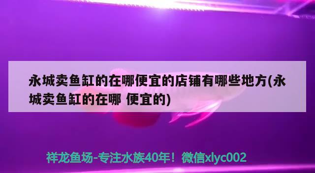 永城卖鱼缸的在哪便宜的店铺有哪些地方(永城卖鱼缸的在哪便宜的) 喂食器