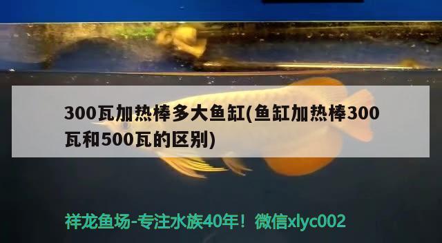 300瓦加热棒多大鱼缸(鱼缸加热棒300瓦和500瓦的区别) 绿皮皇冠豹鱼