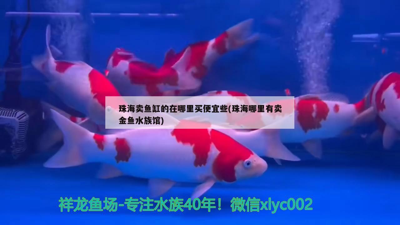 珠海卖鱼缸的在哪里买便宜些(珠海哪里有卖金鱼水族馆) 广州水族器材滤材批发市场