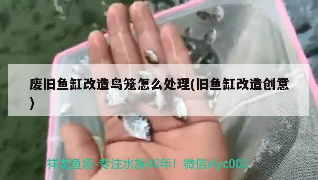 废旧鱼缸改造鸟笼怎么处理(旧鱼缸改造创意) 大正锦鲤鱼