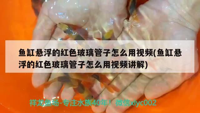 鱼缸悬浮的红色玻璃管子怎么用视频(鱼缸悬浮的红色玻璃管子怎么用视频讲解)